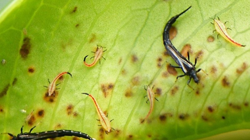 Тля розанная — Macrosiphum Rosae
