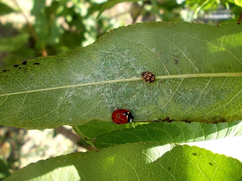 Sirupus Rosae