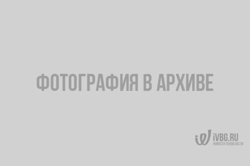Балтийская кольчатая Нерпа