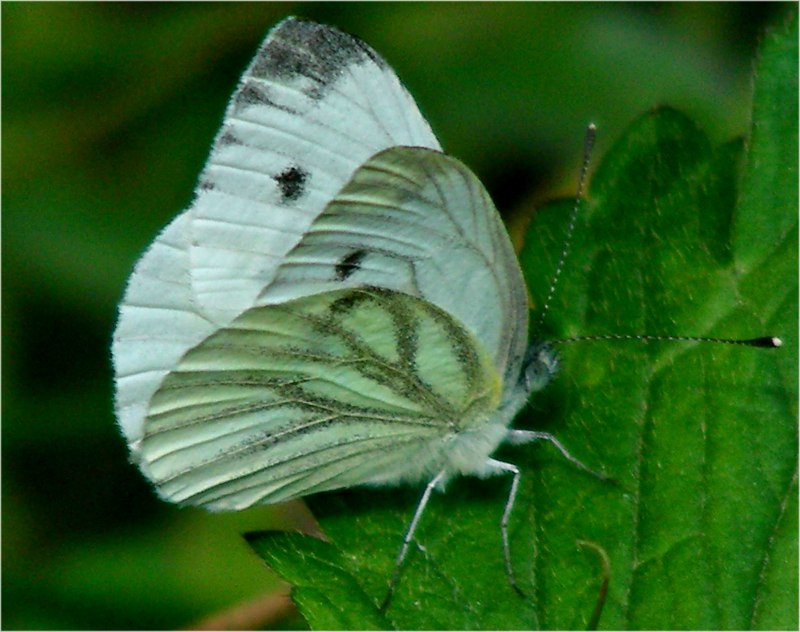 Aporia crataegi гусеница