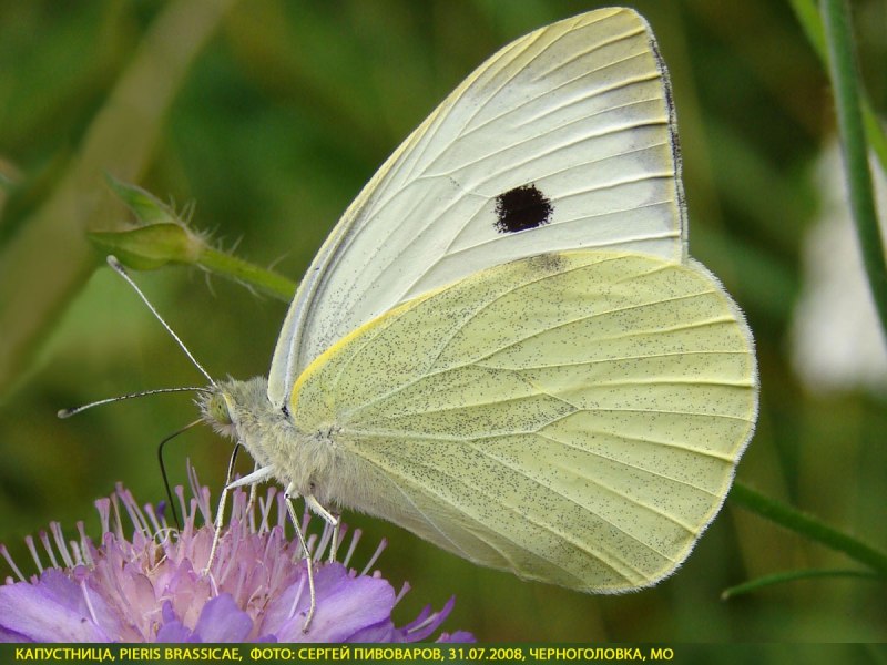 Pieris napi (Linnaeus, 1758) - Белянка брюквенная