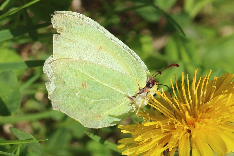 Белянка Репная – Pieris rapae (Linnaeus, 1758)