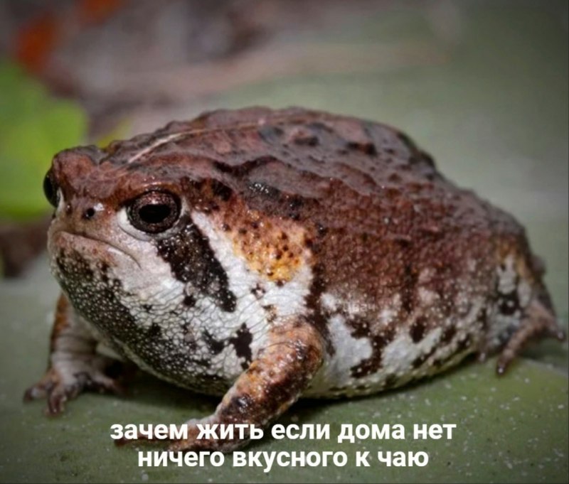Капский узкорот