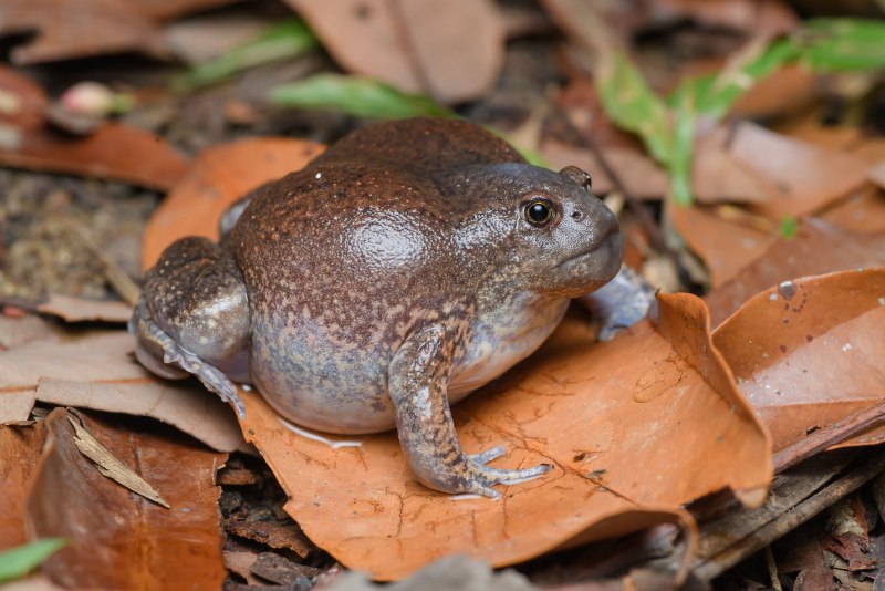 Kaloula pulchra