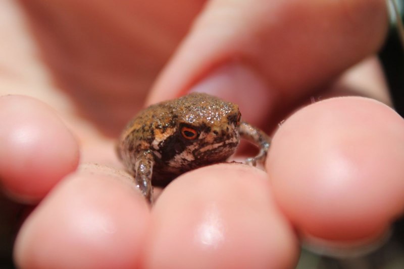 Черная дождевая лягушка breviceps fuscus