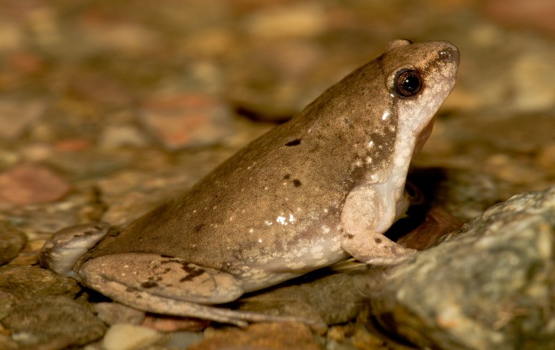 Черная дождевая лягушка breviceps fuscus