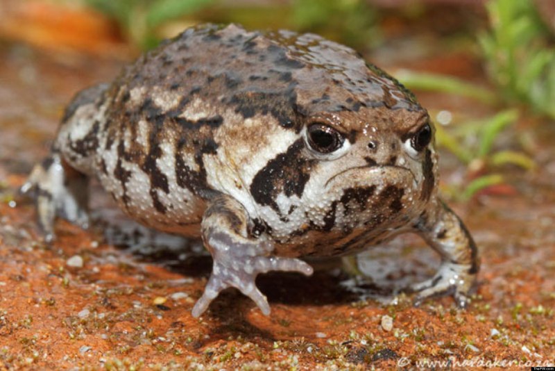 Лягушка breviceps fuscus