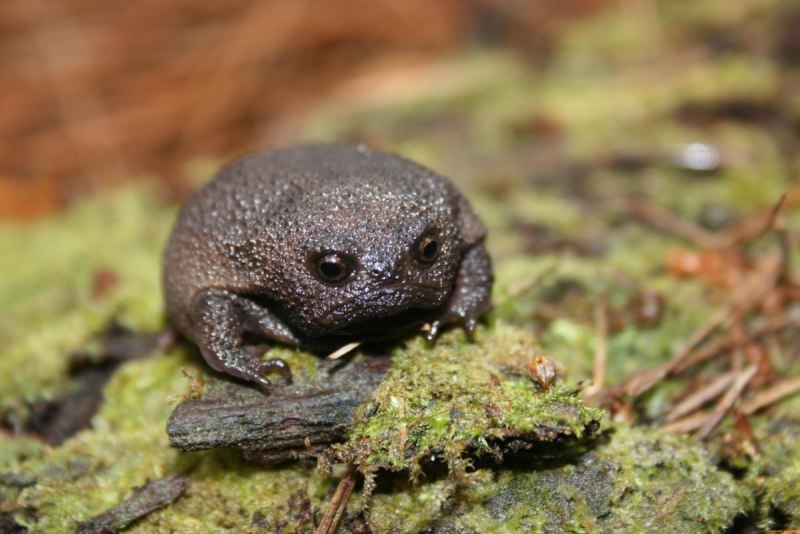 Черная дождевая лягушка breviceps fuscus