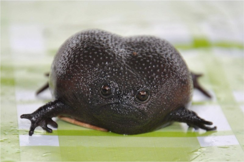 Узкорот лягушка