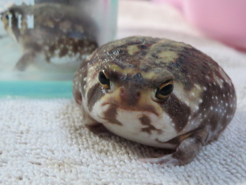 Южноафриканский узкорот