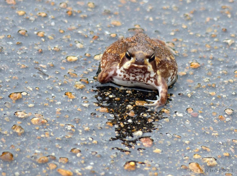 Sonoran Desert toad
