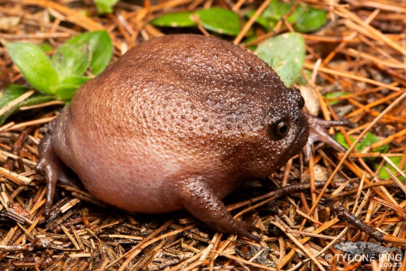 Breviceps adspersus