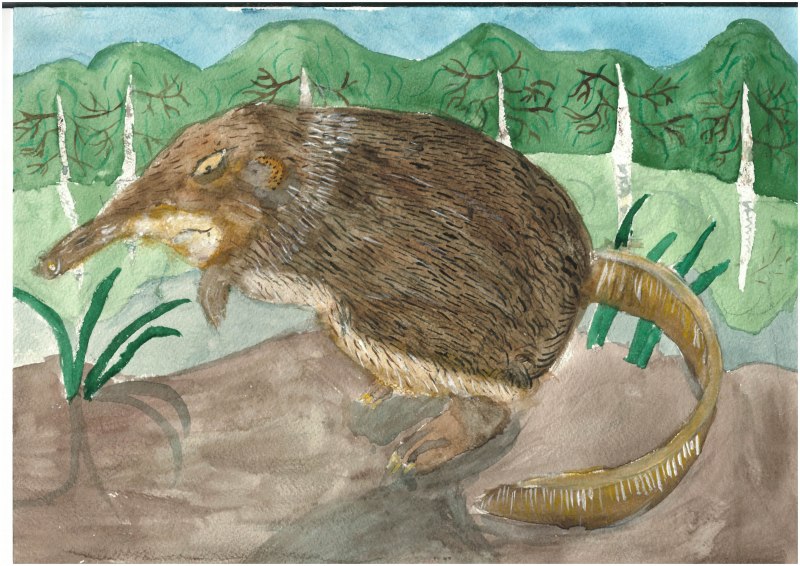 Русская выхухоль Desmana moschata Linnaeus, 1758