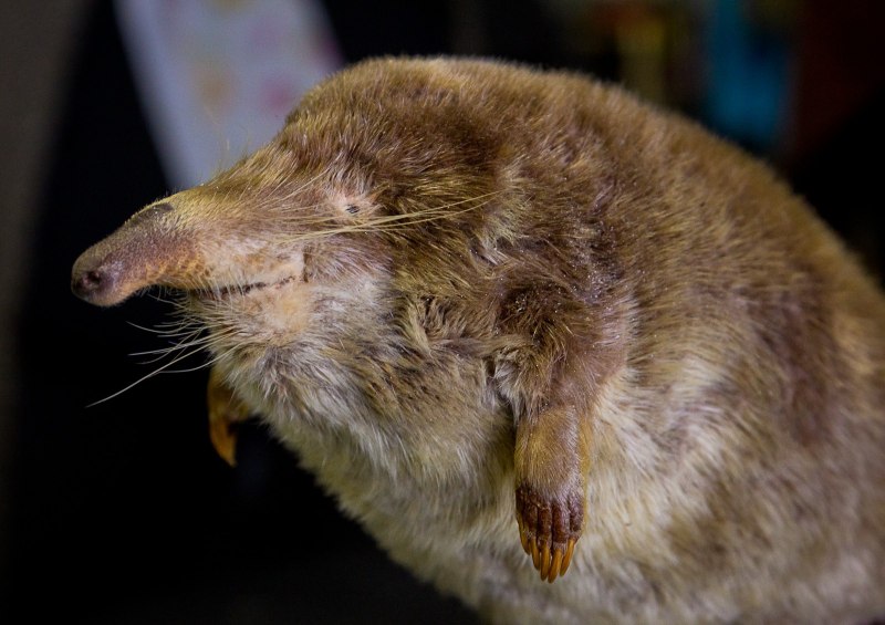 Выхухоль (Desmana moschata)