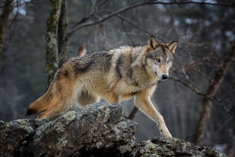 Таежный волк (64 фото)
