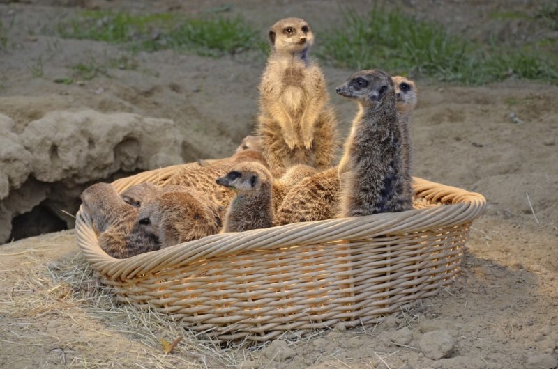 Тай Suricata