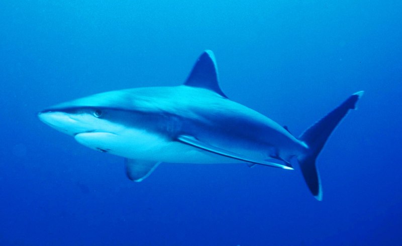 Carcharhinus albimarginatus