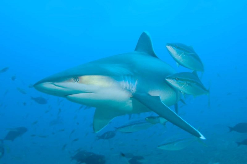 Белоперая серая акула (66 фото)