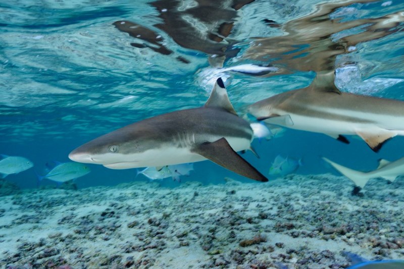 Shark 3d model