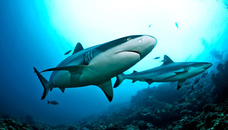 Черноперая рифовая акула Carcharhinus melanopterus