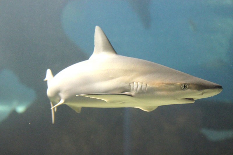 Carcharhinus melanopterus