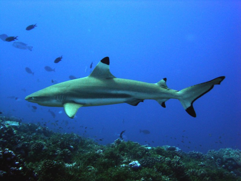 Carcharhinus acronotus