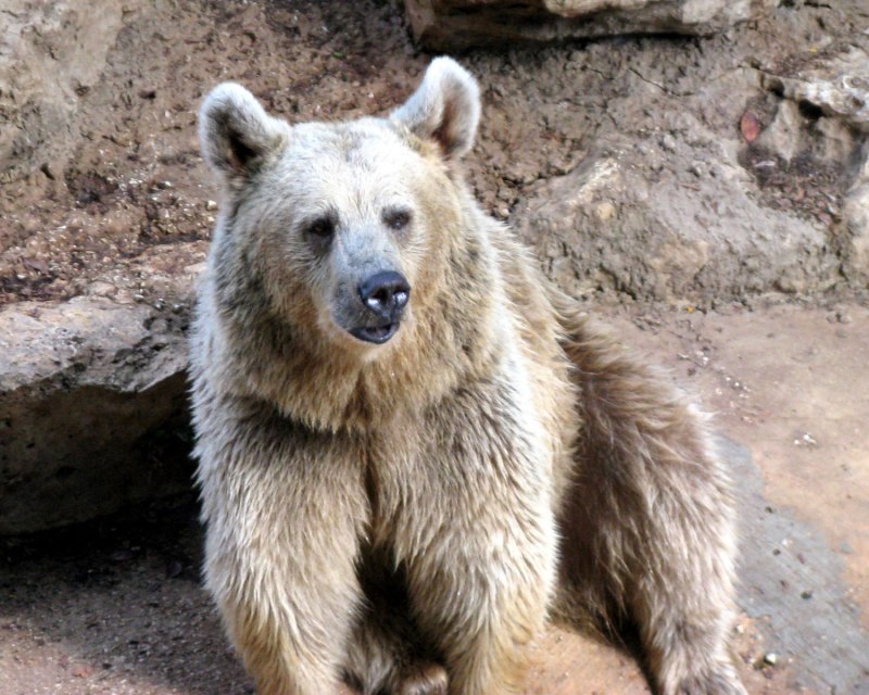 Белогрудый медведь и Гималайский медведь