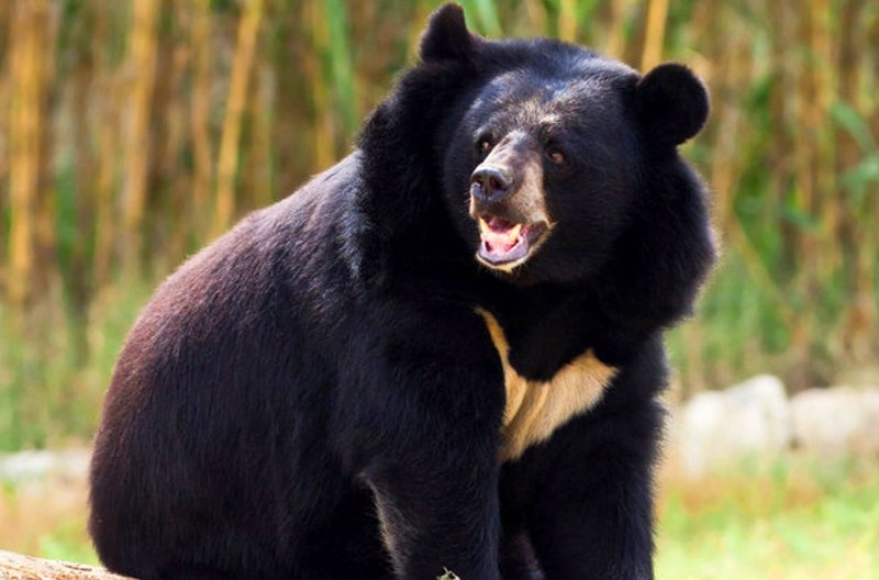 Белогрудый медведь Ursus thibetanus