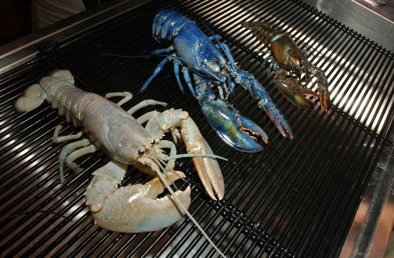 Ловля Омаров