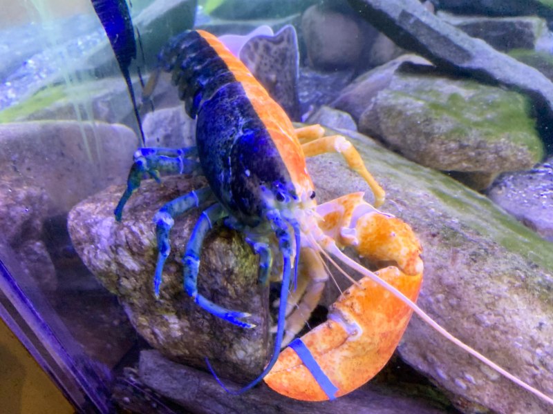 SR-0403 Electric Blue Lobster