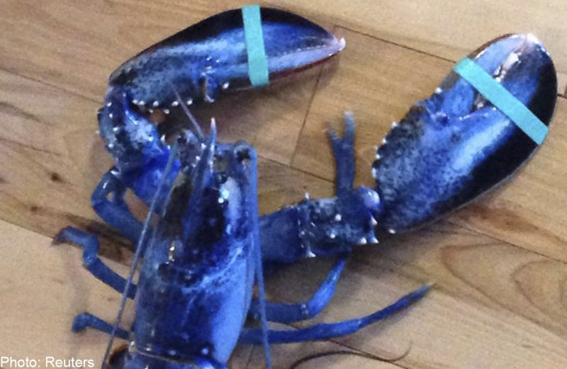 Freshwater Red Crayfish