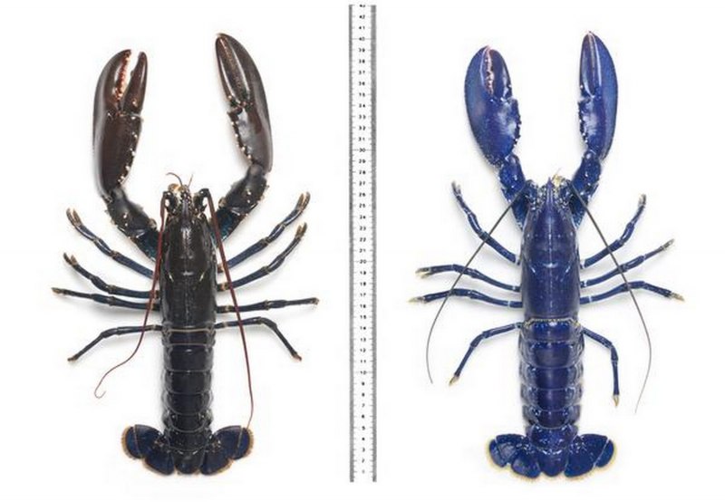 Procambarus alleni синий Флоридский рак.