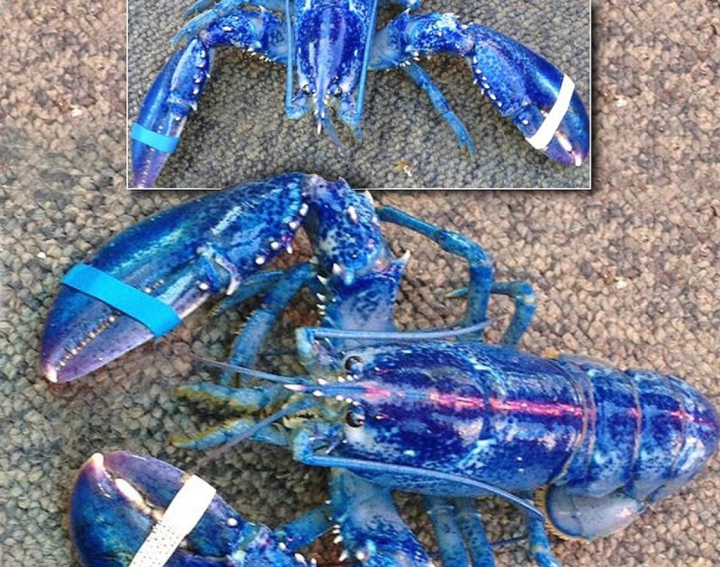 Голубой Королевский лобстер