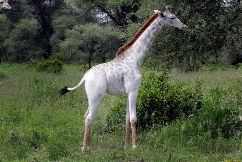 Жираф альбинос (65 фото)