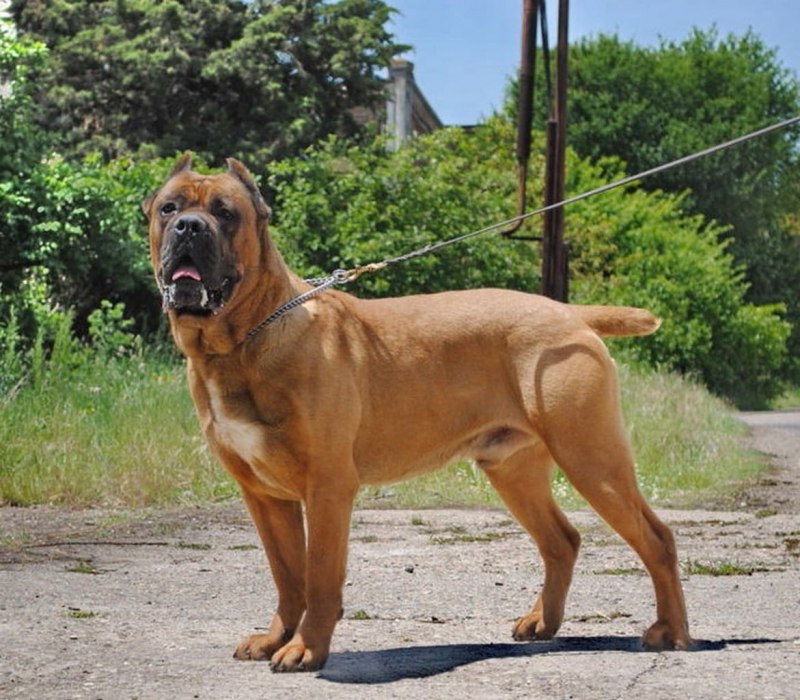 Кане Корсо