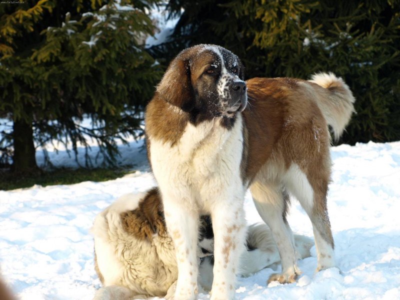 Юлия Шлычкова Кане Корсо