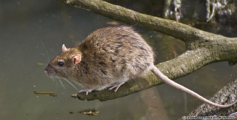 Paucidentomys vermidax