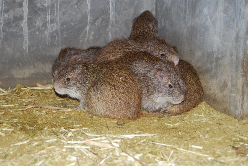 Thryonomys swinderianus