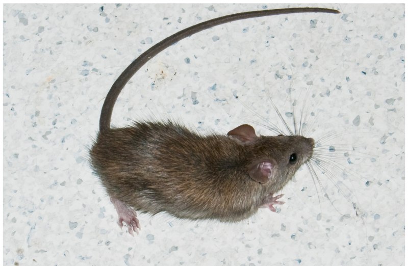 Серая крыса Rattus norvegicus