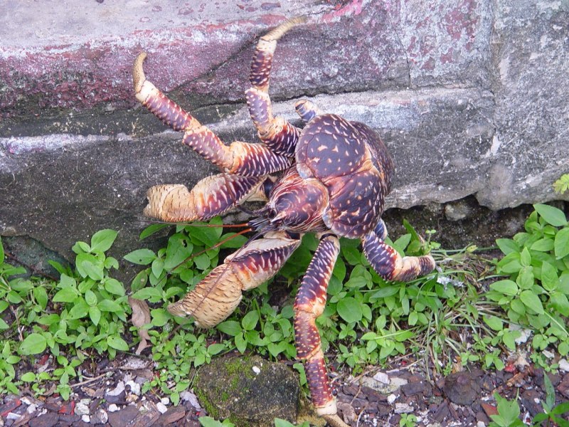 Пальмовый вор, Birgus latro