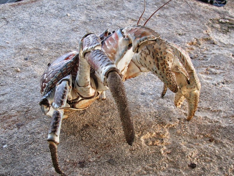 Пальмовый вор, Birgus latro
