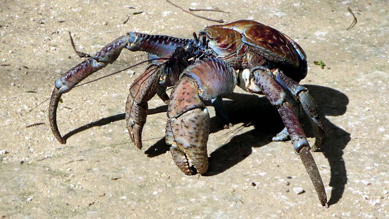Пальмовый вор, Birgus latro