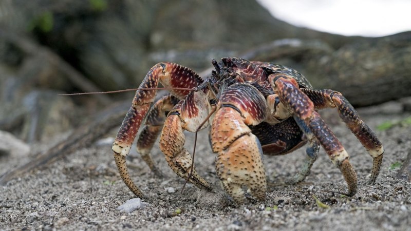 Giant Coconut Crab