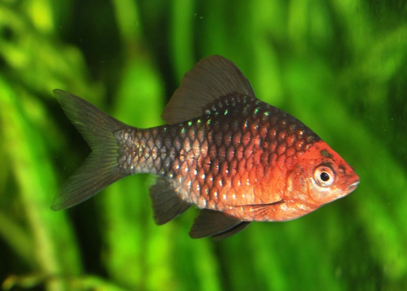 Pethia nigrofasciata
