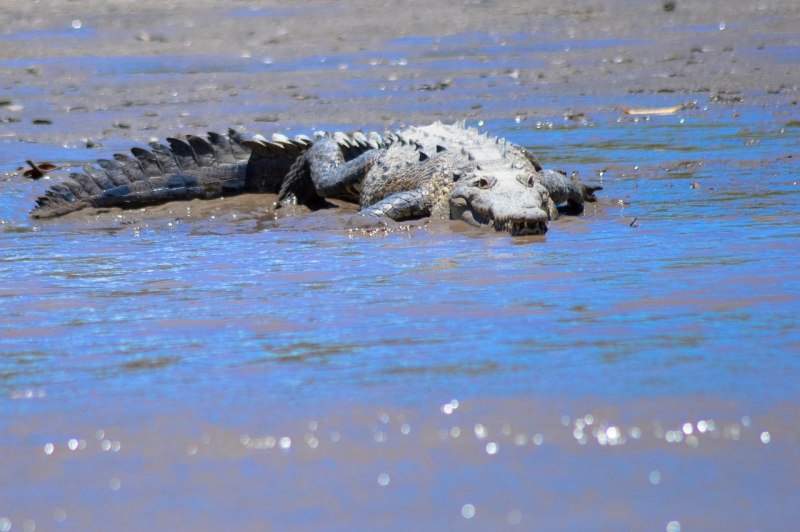 American Alligator