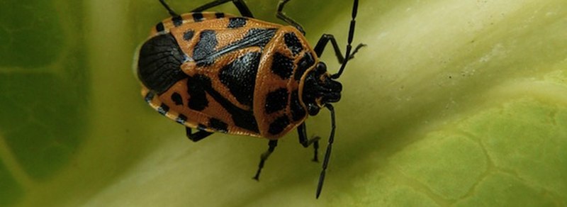 Murgantia histrionica