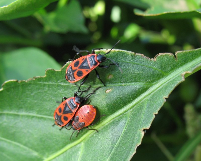 Murgantia histrionica