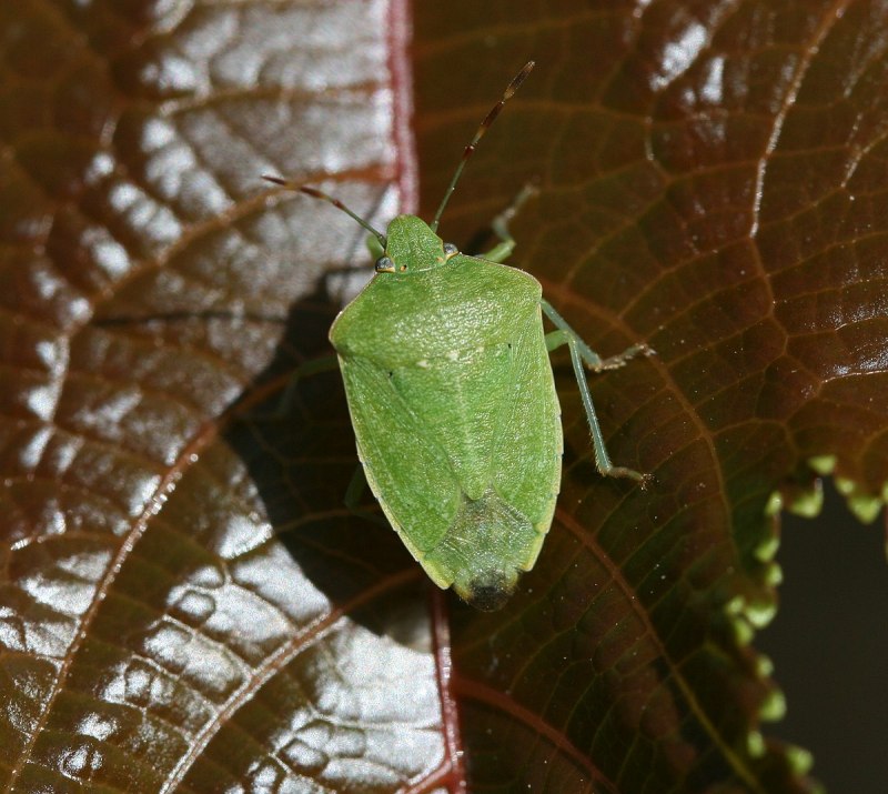 Рапсовый клоп Eurydema oleracea.