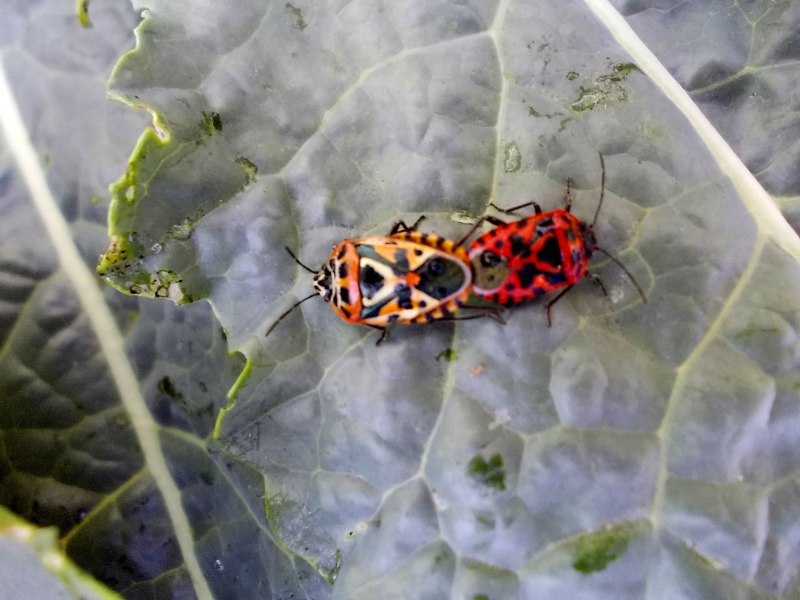 Клоп-солдатик – Pyrrhocoris apterus