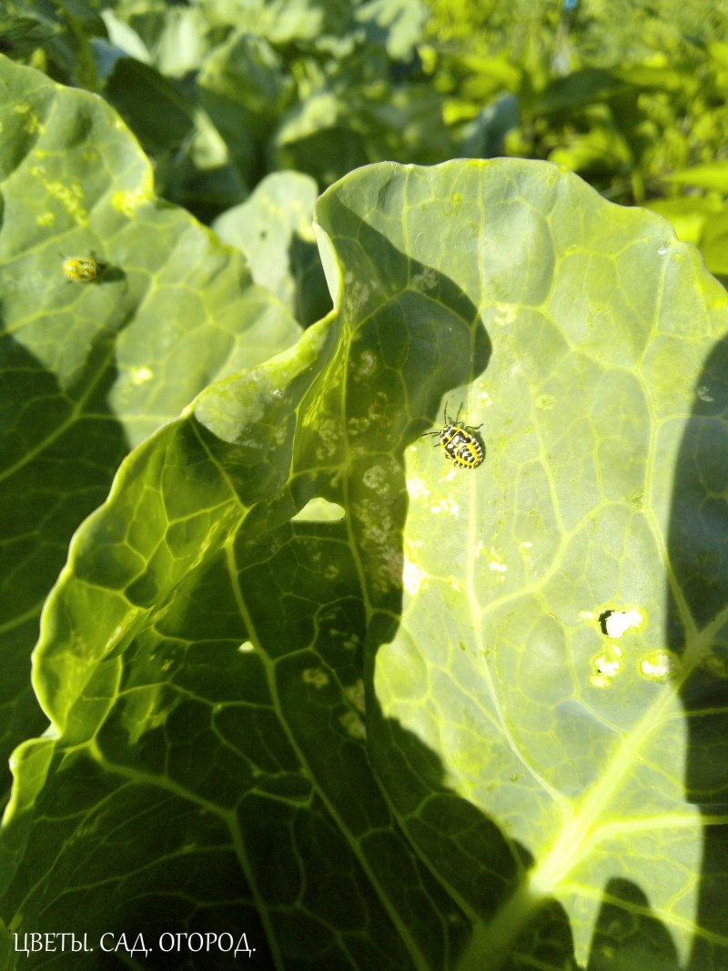 Eurydema ventralis